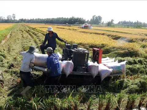 Kiên Giang bước đầu hình thành vùng chuyên canh lúa chất lượng cao và phát thải thấp