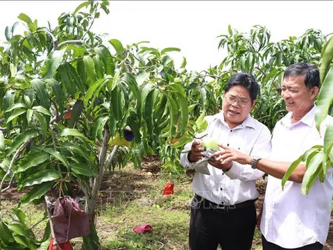 Bến Tre: Trồng xoài tứ quý trên đất giồng cát ven biển thu lãi cao