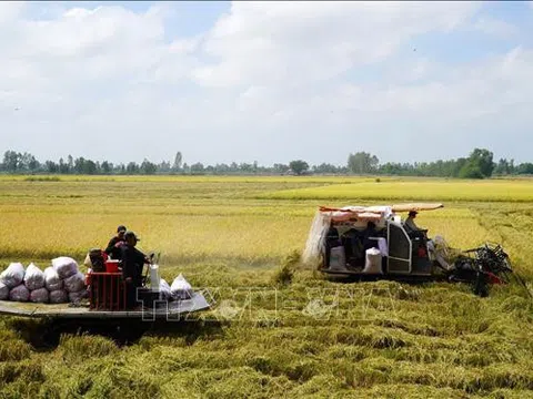 Theo dõi sát diễn biến cung cầu thị trường gạo thế giới để có kế hoạch sản xuất phù hợp