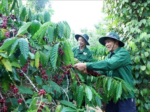 Cà phê đặc sản Việt Nam đang trên đà phát triển vươn tầm thế giới