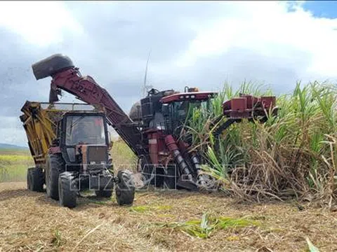 Gia Lai: Đẩy nhanh thu mua mía nguyên liệu cho người dân trước nắng hạn