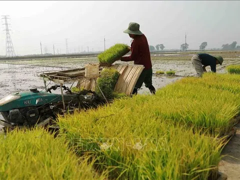 Hà Nội: Phòng chống sâu bệnh gây hại cây trồng vụ Xuân