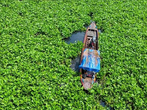 Người dân khốn đốn vì nước sông Vàm Cỏ Đông chuyển màu đen bất thường