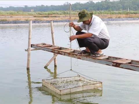 Sóc Trăng khuyến nghị phòng bệnh cho tôm nuôi khi nắng nóng và mưa xen kẽ