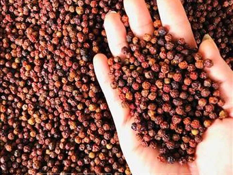 Xuất khẩu hồ tiêu những tháng đầu năm 2025 giảm về lượng, tăng 58% về giá trị