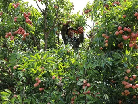 Bộ trưởng Đỗ Đức Duy làm việc với tỉnh Bắc Giang về tiêu thụ vải thiều thông suốt