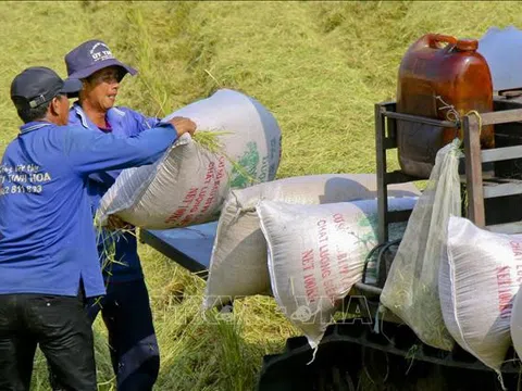 Giá gạo xuất khẩu giảm 20%