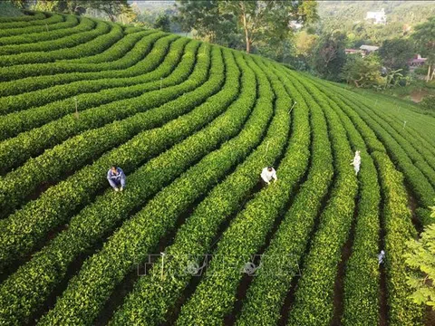 Giải pháp hút nguồn nhân lực cao cho hợp tác xã, yếu tố then chốt cho sự phát triển bền vững