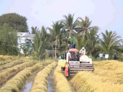 Doanh nghiệp xuất khẩu lẫn người trồng lúa phấn khởi khi giá gạo xuất khẩu tăng trở lại
