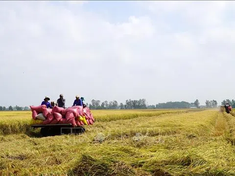 Kiên Giang: Canh tác lúa thông minh cho lợi nhuận hơn 35 triệu đồng/ha