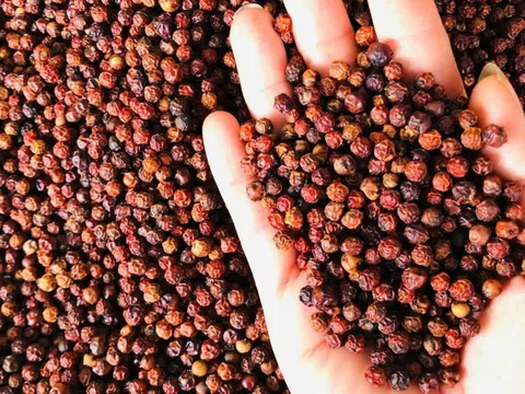Hồ tiêu Việt Nam khẳng định lại vị thế trên bản đồ xuất khẩu thế giới