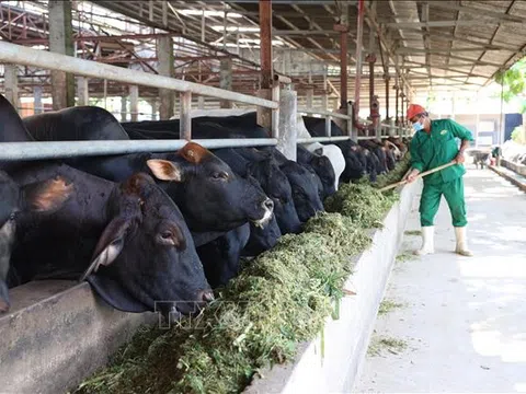 Tây Ninh: Rút ngắn khoảng cách giữa nhà sản xuất và người tiêu dùng sản phẩm nông sản