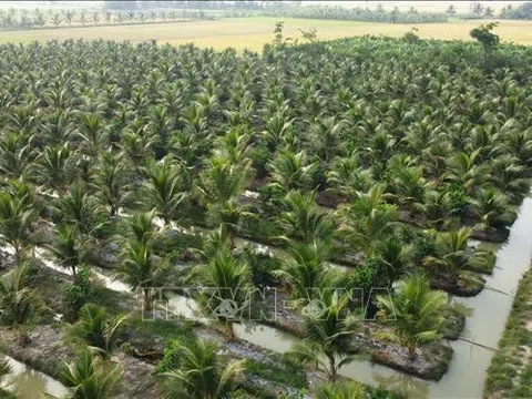 Cơ hội hình thành siêu vùng nguyên liệu, phát triển hệ sinh thái kinh tế dừa tỉnh Vĩnh Long mới