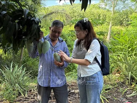 Đồng Nai: Nông dân điêu đứng vì giá xoài giảm còn 1.000 đồng/kg