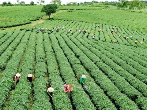 Ngành Nân hàng khơi dòng vốn xanh, tiếp sức nông nghiệp chuyển đổi mô hình