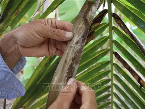 Trà Vinh: Sâu đầu đen hại dừa lây lan nhanh