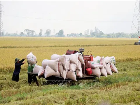 Cần Thơ: Giá lúa Hè Thu không cao, nông dân lợi nhuận thấp