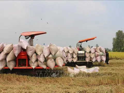 An Giang: Thúc đẩy tiêu thụ lúa gạo cho nông dân gắn với mở rộng thị trường xuất khẩu gạo Việt Nam