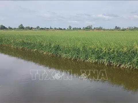 Bạc Liêu: Liên kết chuỗi phát triển bền vững ngành hàng lúa gạo