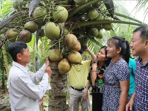 'Cơn sốt' dừa tươi: Thời điểm xây dựng chuỗi giá trị bền vững