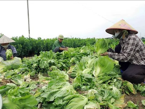 Hà Nội thực hiện chính quyền hai cấp trong nông nghiệp, môi trường