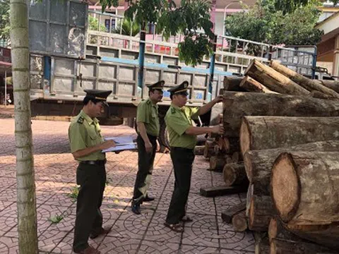 Ba hình thức kiểm tra, truy xuất nguồn gốc lâm sản