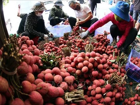 Bắc Ninh: Sáng tạo trong xúc tiến tiêu thụ vải thiều