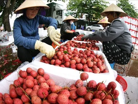 Bắc Ninh: Vụ vải thiều Lục Ngạn 2025 bội thu, xuất khẩu vượt kỳ vọng