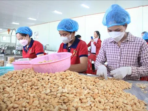 Xúc tiến mở rộng thị trường mới xuất khẩu hạt điều 6 tháng cuối năm