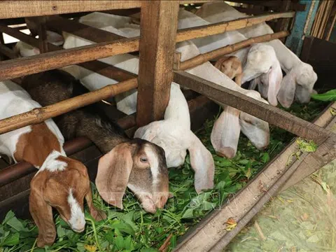 Đồng Tháp: Giá dê thịt tăng, người nuôi yên tâm phát triển đàn