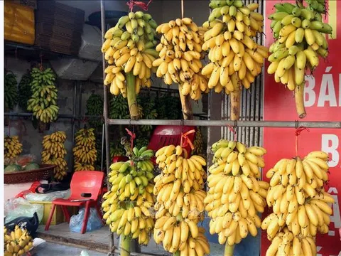 Ninh Bình: Phát triển đặc sản chuối ngự Đại Hoàng