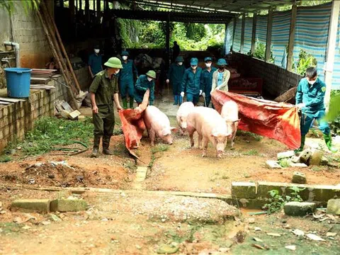 Tuyên Quang ngăn chặn dịch tả lợn châu Phi không để lây lan rộng