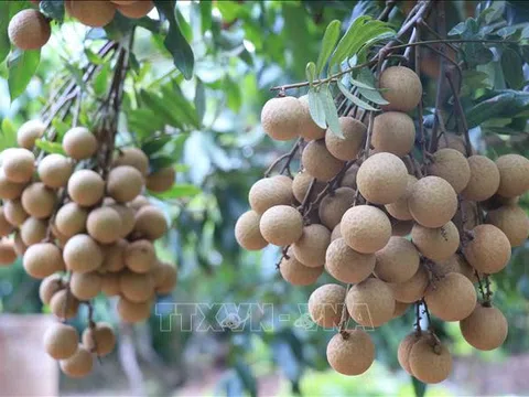 Hưng Yên: Bảo tồn và nhân rộng giống nhãn đặc sản