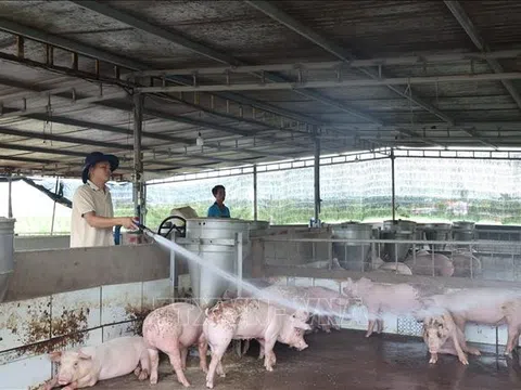 Vẫn còn 30/34 tỉnh, thành phố có dịch tả lợn châu Phi chưa qua 21 ngày