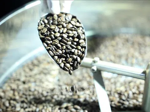 Cà phê Việt trước thách thức từ quy định chống mất rừng của EU
