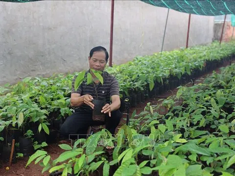 TP Hồ Chí Minh: Khan hiếm nguồn cây giống ca cao