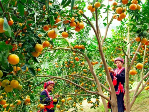 Xúc tiến thương mại, quảng bá, tiêu thụ cam sành Hàm Yên