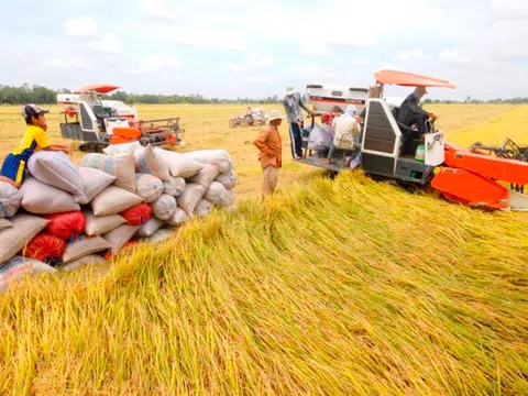 Nâng cao chuỗi giá trị lúa gạo vùng Đồng bằng sông Cửu Long