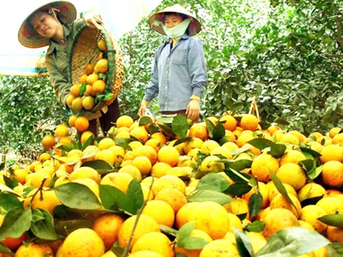 Cây ăn quả trở thành 'mũi nhọn' trong xóa đói giảm nghèo ở Hòa Bình