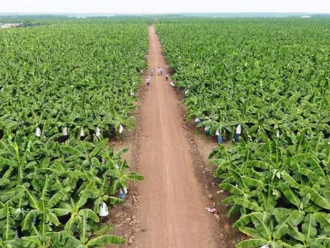 Thay đổi tư duy sản xuất và quy trình canh tác