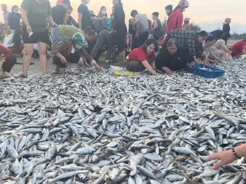 Hà Tĩnh: Ngư dân trúng mẻ cá đù hơn 4 tấn