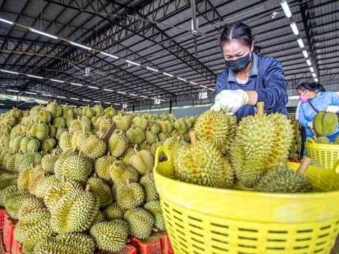 Nông dân Thái Lan lo sầu riêng Việt Nam giành thị phần ở Trung Quốc