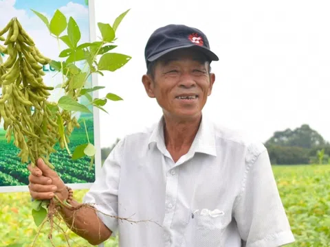 Bỏ một vụ lúa, nông dân Tiền Giang nhàn mà thu nhập lại cao