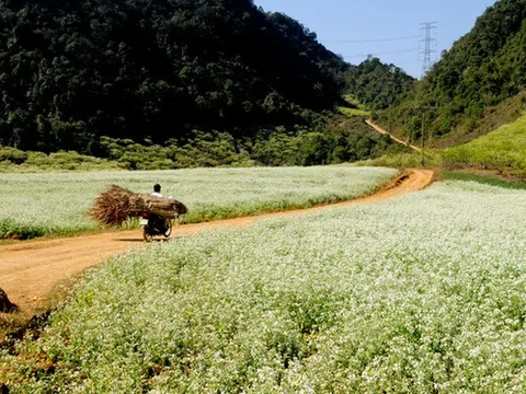 Mùa hoa cải nở trắng xóa cả một vùng Mộc Châu, Sơn La