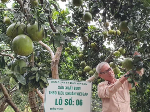 Nâng cao chất lượng cây ăn quả tại Tuyên Quang