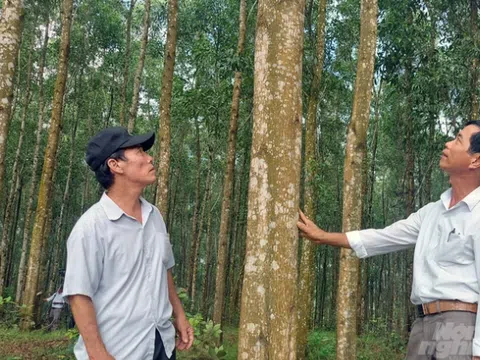 Câu chuyện rừng gỗ lớn không rủi ro như nhiều người nghĩ
