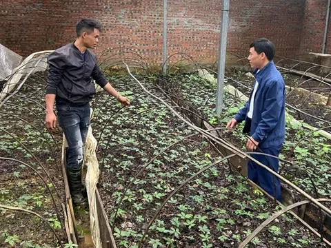 Phát triển 'cây làm giàu' cho người dân biên giới Lai Châu