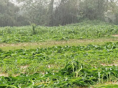 Mưa lớn kéo dài, hàng trăm hecta ngô và hoa màu ở Hà Tĩnh bị hư hỏng