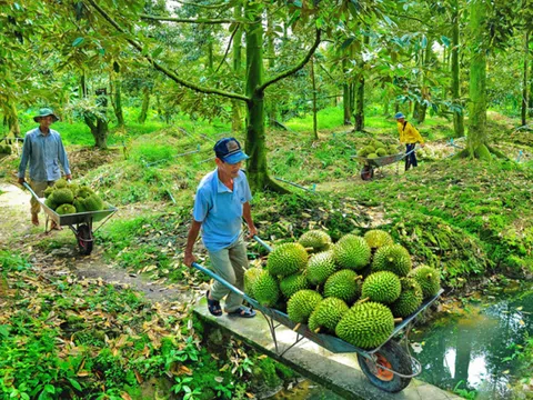 Cạnh tranh cho trái sầu riêng xuất khẩu