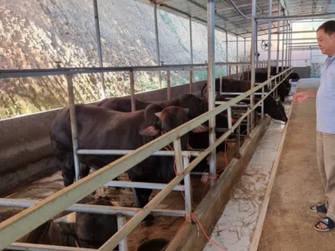 Chăn nuôi trâu, bò ngóng thị trường